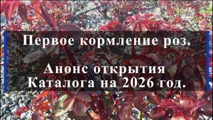 Первое кормление роз. Анонс открытия Каталога на 2026 год.