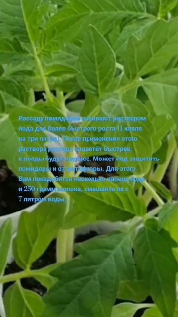 Капля йода для томатов: секрет крепкой рассады, которы смотреть онлайн