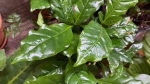 Уход за кофейным деревом .