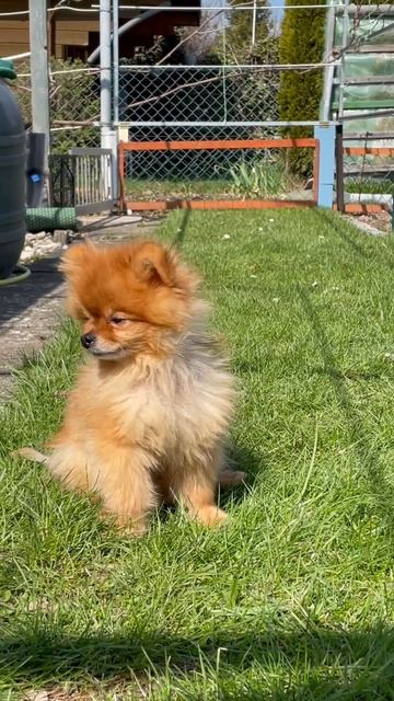 Sunshine pomeranian 😍 Lio like the Spring and sun #pomeranian #viral #померанскийшпиц #zwergspitz смотреть онлайн