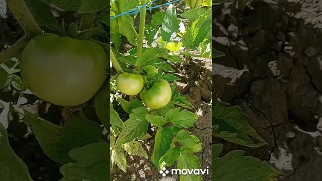 Аномальная жара. Седьмая неделя высадки рассады помид смотреть онлайн