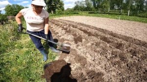 Второй раз сажаем картошку при помощи бороздодела и о?