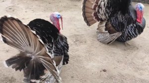 индюки орут