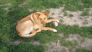 Собака о тушенке! Какая вкусная тушенка)))