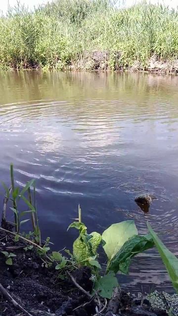 Первый Карась На Пруду. Carp fishing video.