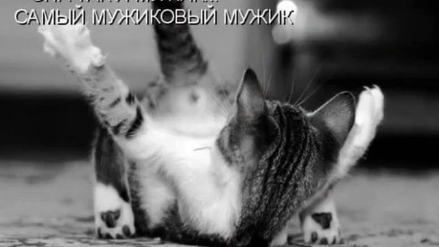 Котоматрица 2