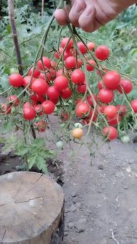 Томат Розовый кварц мультифлора🍅🍅🍅 #теплица #помид