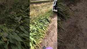 Расчет биологисеской урожайности кукурузы на силос ?