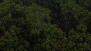 Сахалинская природа