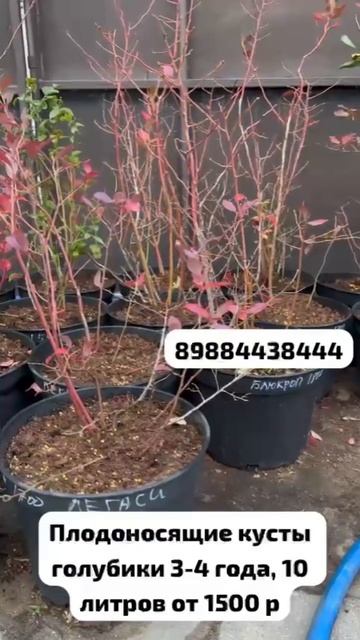 Опт цены ниже. Есть объем. Отправка через тк и авто по Р