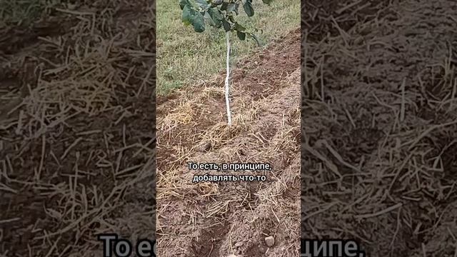 Мульчирование соломой, плюсы и минусы. Борьба с мышами