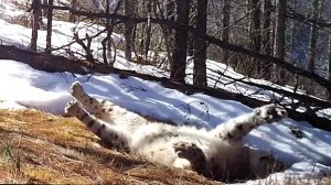 Сладкий сон снежного барса