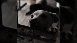 ВСЕ ДЕТИ МИРА ПЛАЧУТ НА ОДНОМ ЯЗЫКЕ.....
Л, Леонов.