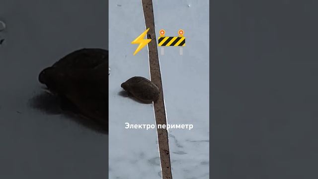 Тестируем электро периметр от слизней и улиток
