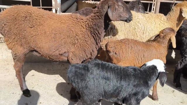 СУЯГИ ЙИРИК ВЕСАВОЙ КУ́Й КУ́ЗИ ИШКИБОЗЛАРИ КУ́РИНГ смотреть онлайн