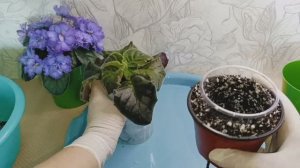 Как  и в каких горшочках, я пересаживаю свои ФИАЛКИ (стартеры), на постоянное место!