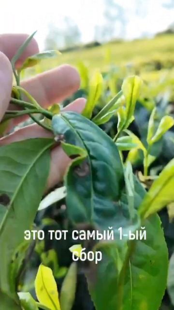 Рассказываю про самый первый чай в сезоне. #пуэр #китай смотреть онлайн