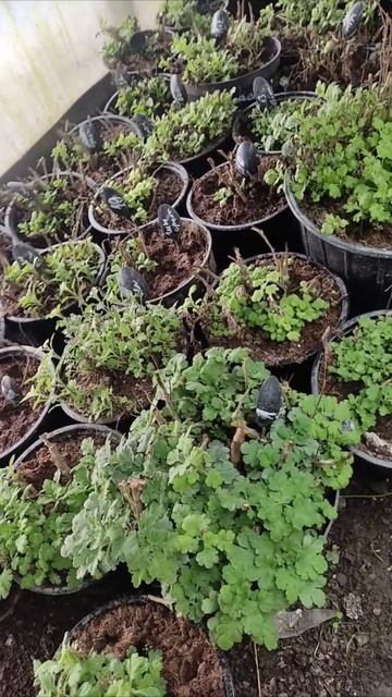 Срочно сделайте это сейчас с хризантемой #хризантема смотреть онлайн