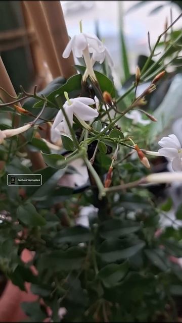 Зацвёл ЖАСМИН! Пересадка рулит! 14.03.2025г. Jasminum Grandiflorum #цв