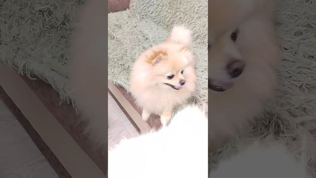 Один день из жизни шпицев! Семья шпицев ❤️ #шпицы смотреть онлайн