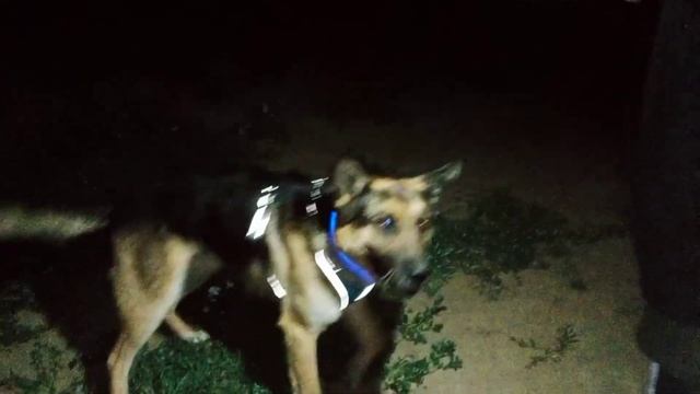 Ночная прогулка со Снежком