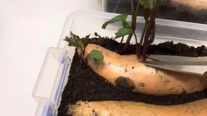 Выращивание батата от рассады до урожая