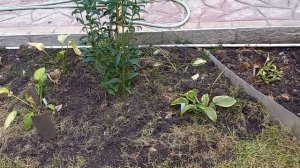 Обзор сада.. Мульчирование клумбы корой🙂.