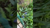 Лилия подросла в мини парничке из бутылки несмотря на холодную погоду.