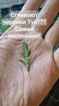 Черенкование туй. Черенок за 10 дней. Не успеет сгнить д