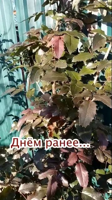 Красавица магония и погодазима