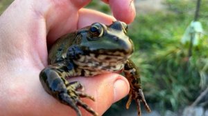 Как поет озерная лягушка?