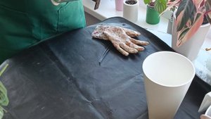 Маранта. пересадка на фитиль