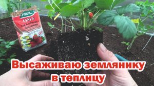 Высаживаю землянику в теплицу