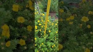 Лапчатка кустарниковая "Кобольд" (Potentilla fruticosa "Kobold" )