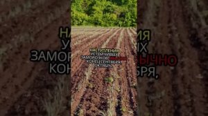 Чеснок. Как садить. Методы. Условия. Правила.