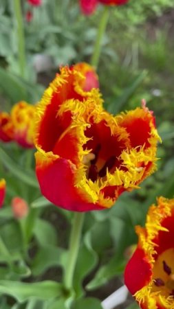 Тюльпан  #flowers #цветы #сад #nature #garden