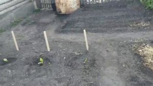 Высадка табака в грунт