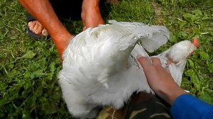 Курицу посадили НА "ЦЕПЬ"