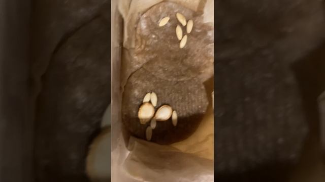 Огурцы и тыкву  ставлю на проращивание.