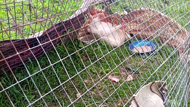 Наседка вывела цыплят/Уход за цыплятами с 1-го дня жизн смотреть онлайн