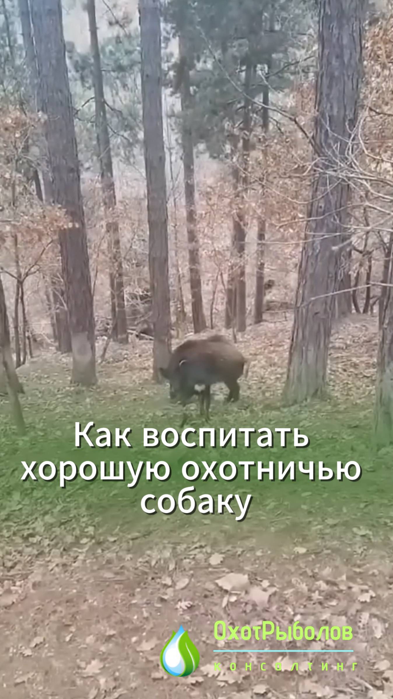 Правильная подготовка охотничьей собаки. Приколы от Охот рыболов консалтинг
