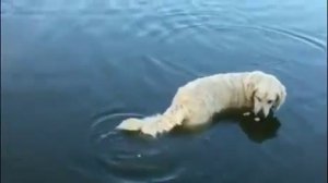 Интересные короткие ролики