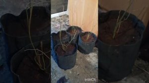 однолетние саженцы голубики - как лучше сохранить до в