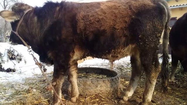 БУКАЧА БАРОИ БАСТАН 21-январь  🐂🐂 #молбозор #бизнес #Эшбек #бука #Shoh_Youtube #бохтар