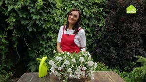 ПЕТУНИЯ. Как правильно ухаживать и пересадить. Советы опытного флориста по уходу за цветами