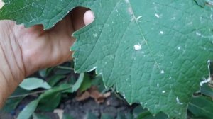 Пино нуар - технический сорт винограда Франции