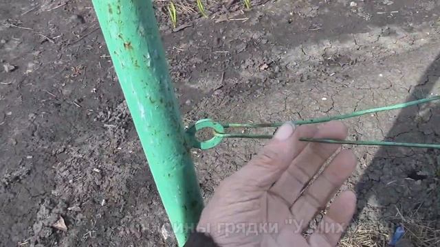 ВЕСНА.  Апрель.  Всходы чеснока.  Зимние поломки.