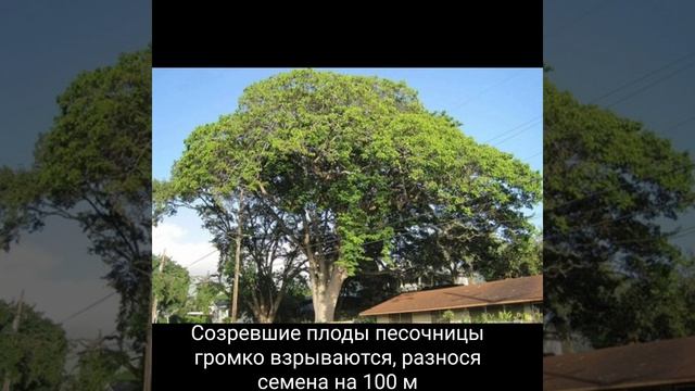 Созревшие плоды песочницы громко взрываются, разнося