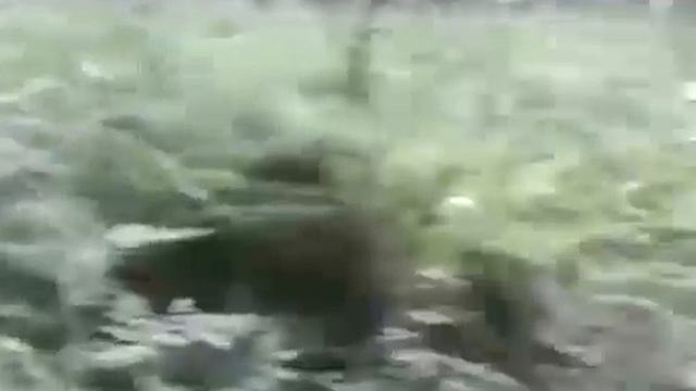 Король и Шут на лошадях каскадеры0