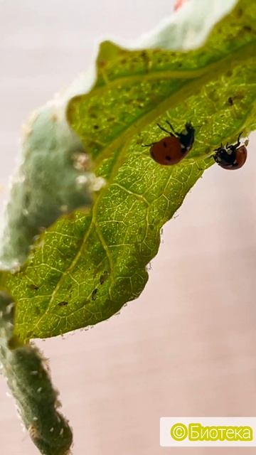 Непростые божьи коровки 🐞#божьякоровка #огород #вред?
